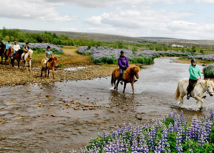 Icelandic horseback riding near Gullfoss